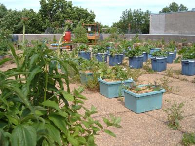 The garden at the end of june