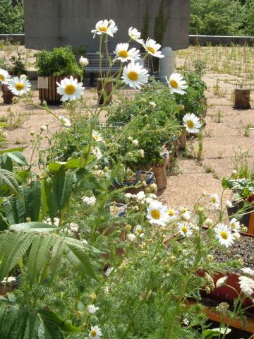 Chamomile flourishing for the garden party