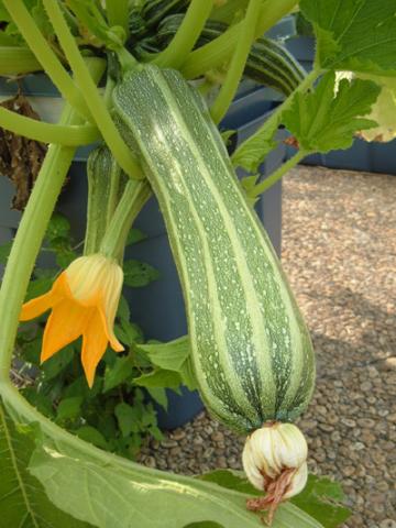 Le premier zucchini du jardin/ The first zucchini