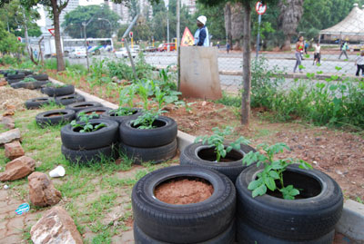 Les plantes roulants / Plants on wheels