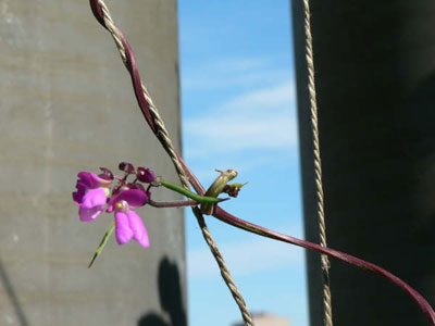 Fleur de haricot