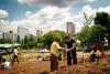 Jardiner en pleine ville / Urban gardening