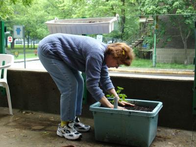 Jardinière motivée pour faire ses bacs sur la terrasse/ Motivated gardener to preparation her growers on the terrace