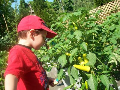 passion pour les piments 