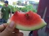 Melon d'eau du jardin | Garden watermelon